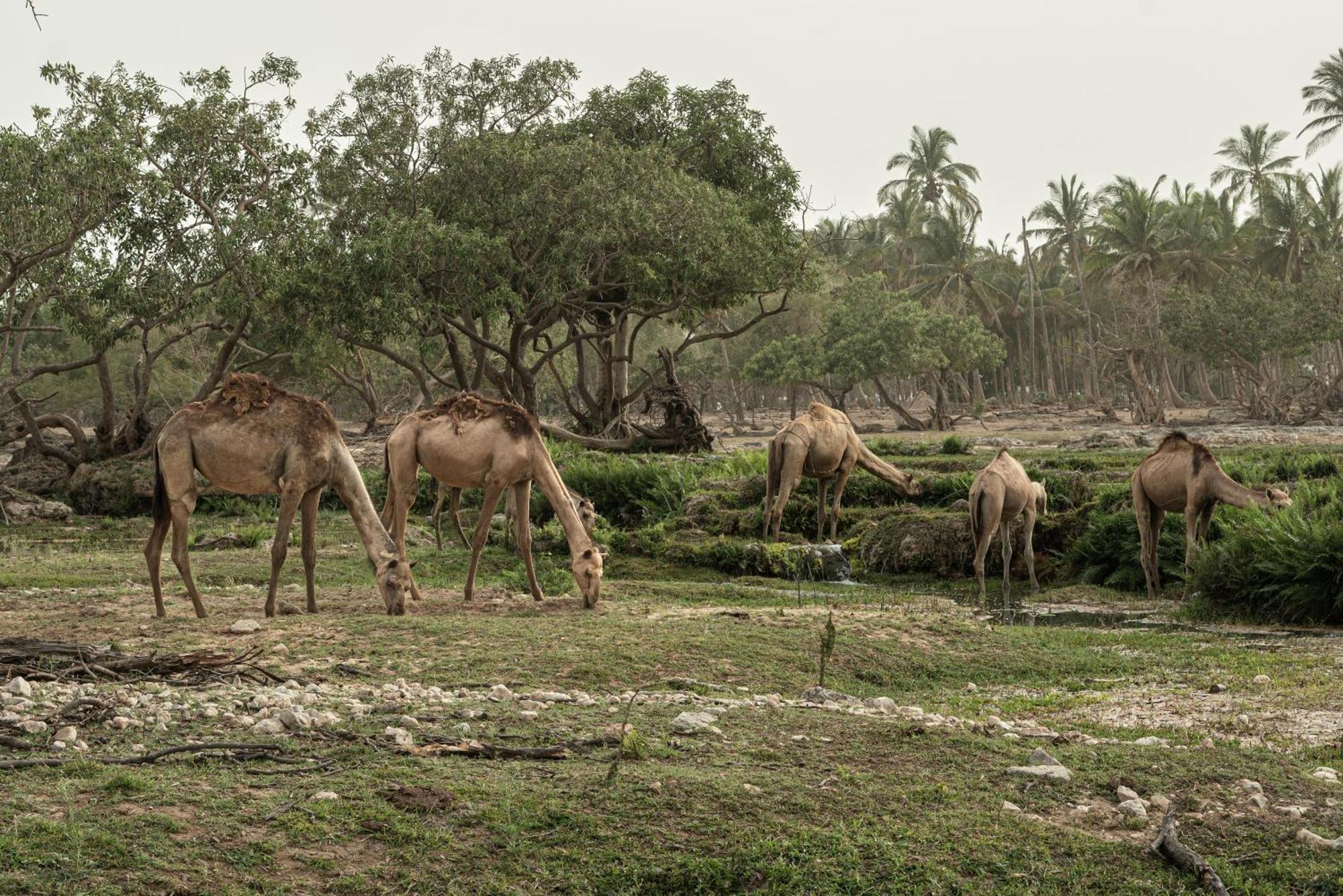 Fanar Hotel & Residences Salalah Extérieur photo Camels grazing in the park